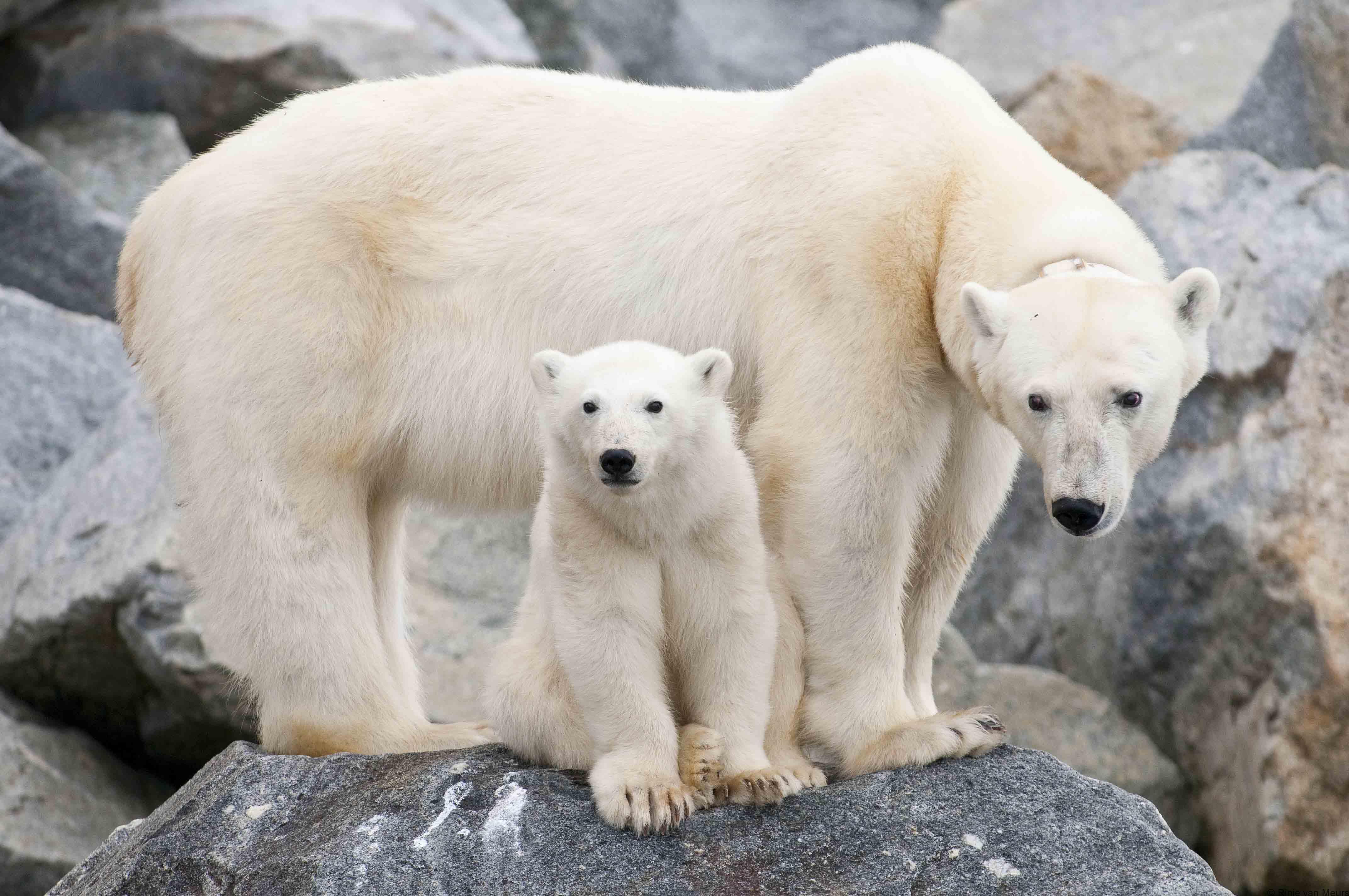 2-mother-and-cub-raudfjord
