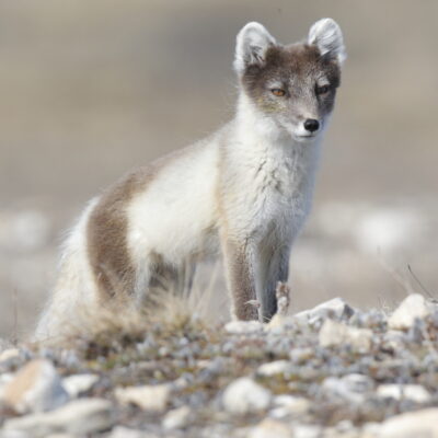 Arctic Fox