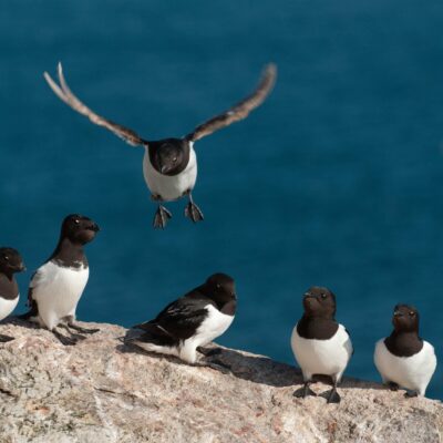 Little Auk