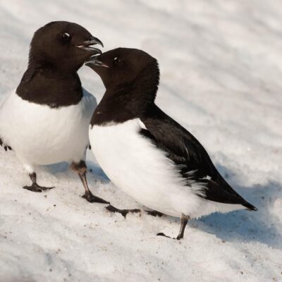 Little Auk