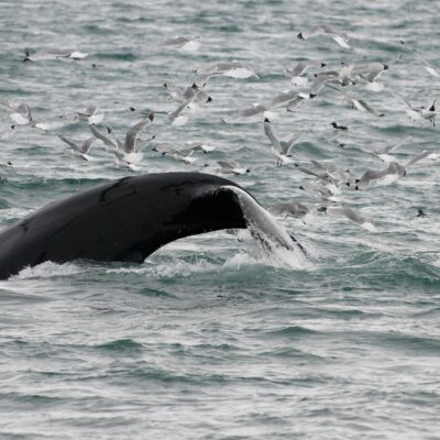 Humpback Whale