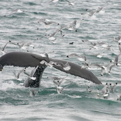 Humpback Whale