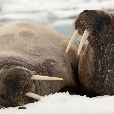 Walrus