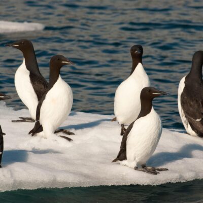 Thick-billed Murre