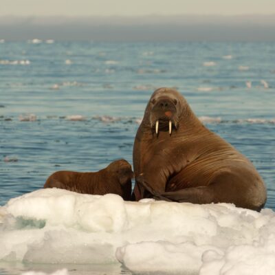 Walrus