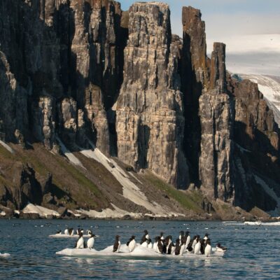 Thick-billed Murre