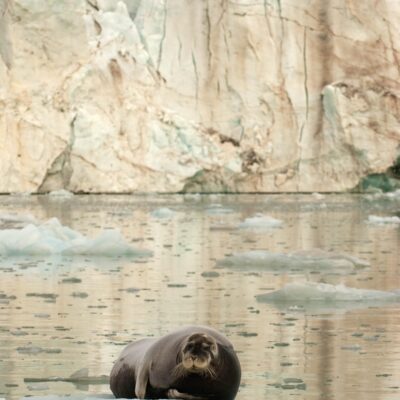 Bearded Seal