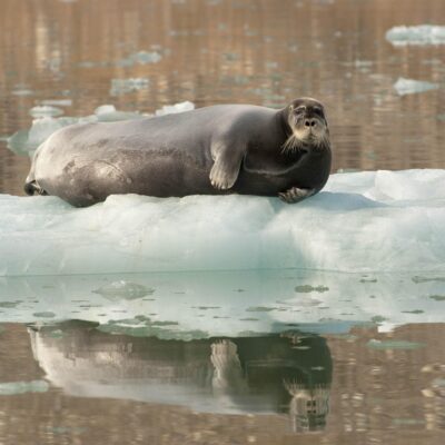 Bearded Seal