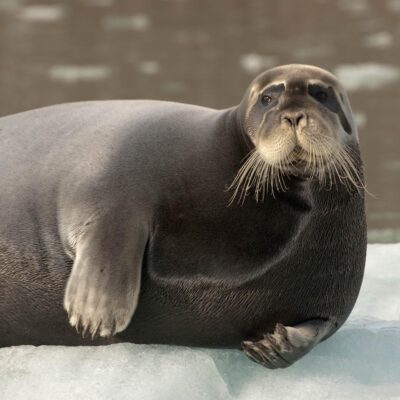 Bearded Seal