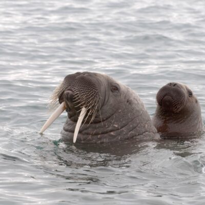 Walrus and calf