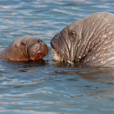 Walrus and calf