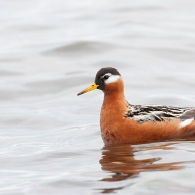 Red Phalarope