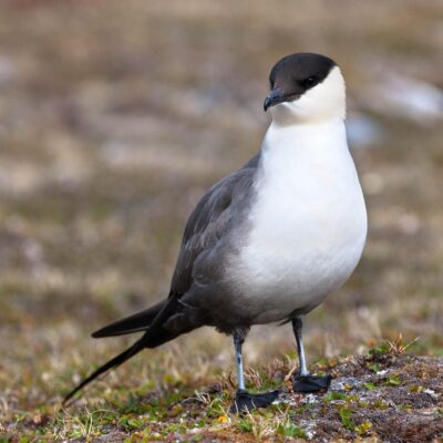 Long-tailed Jaeger