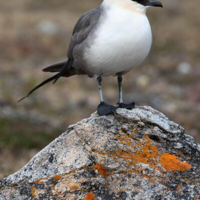 Long-tailed Jaeger