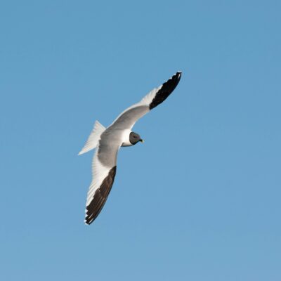 Sabine's Gull