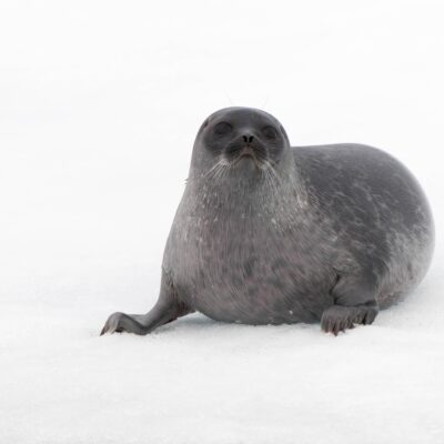 Ringed Seal