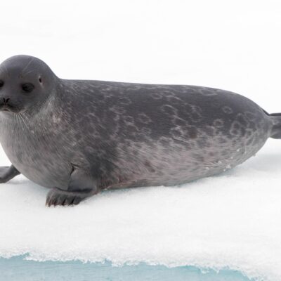 Ringed Seal