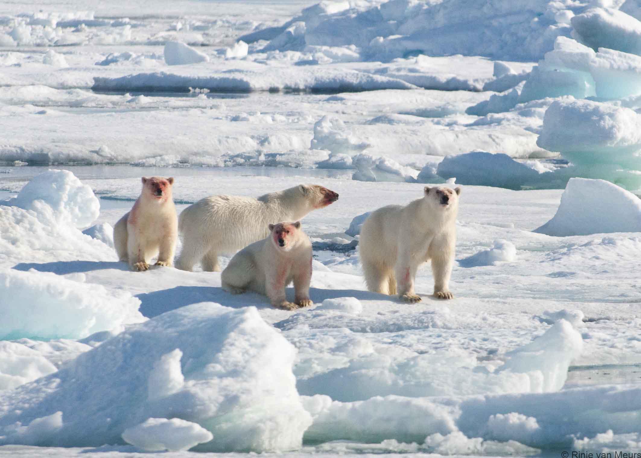 triplet yearlings, Spitsbergen 2017 C. Rinie van Meurs