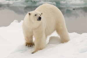 Polar Bears of Spitsbergen